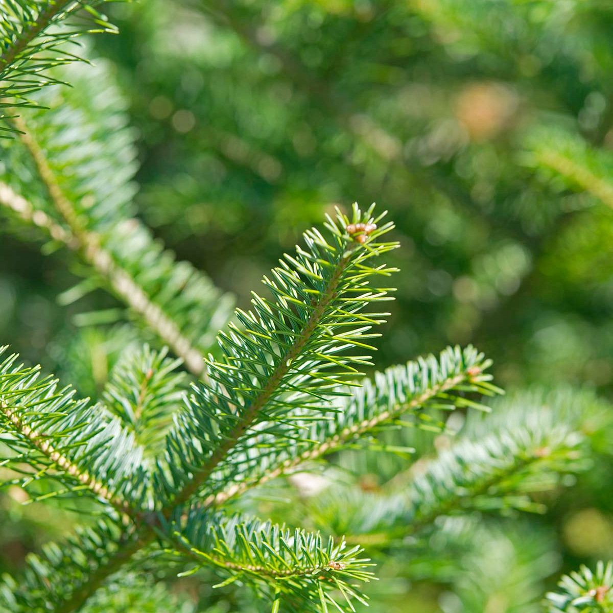 doTERRA - Reines ätherisches Balsam Fir - Balsam-Tanne - CPTG - 5ml Kopie