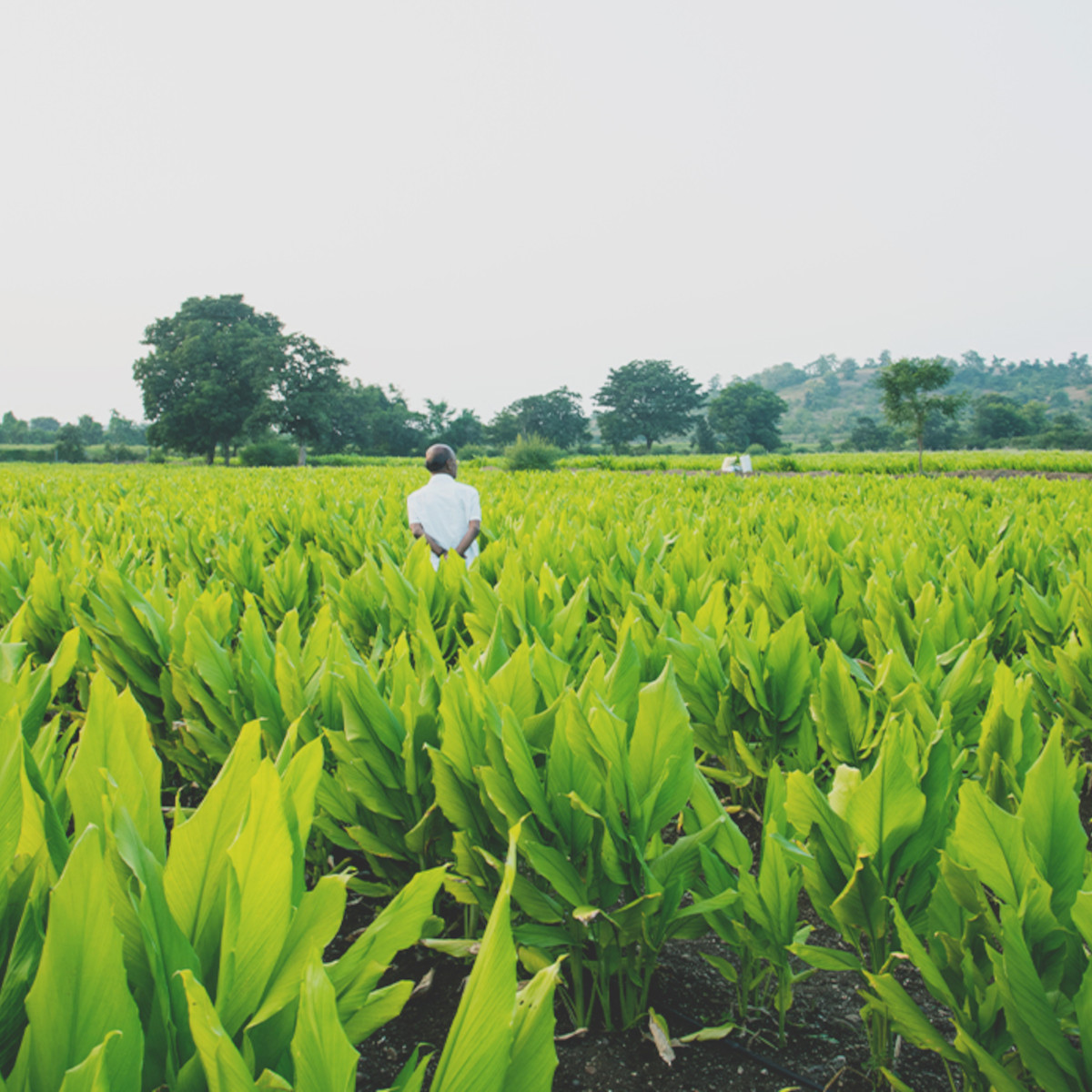 doTERRA - Reines ätherisches Öl Turmeric - Kurkuma - CPTG - 15ml