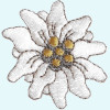 Blume: Edelweiß