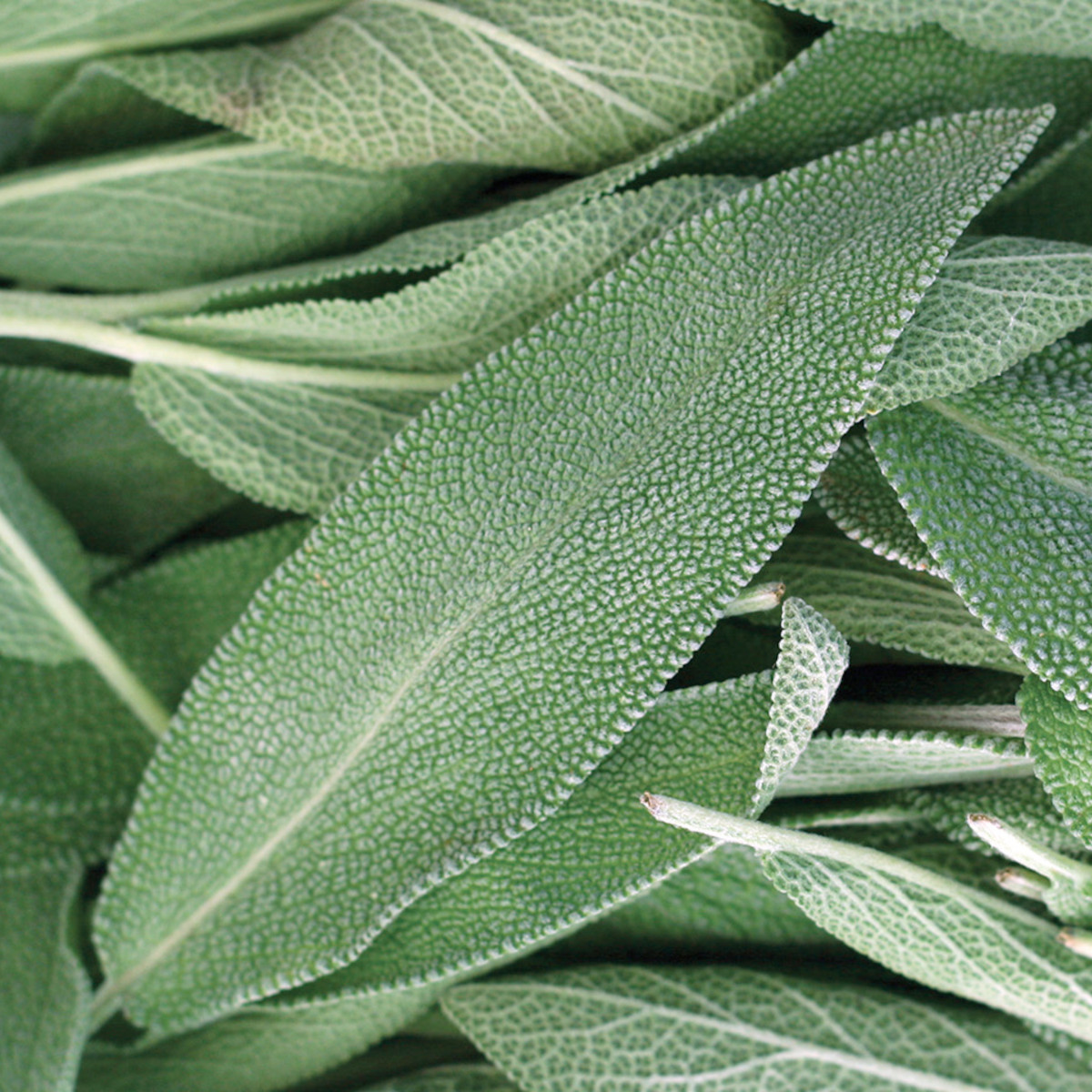 doTERRA - Reines ätherisches Öl Spanish Sage - Spanischer Salbei  - CPTG - 15ml