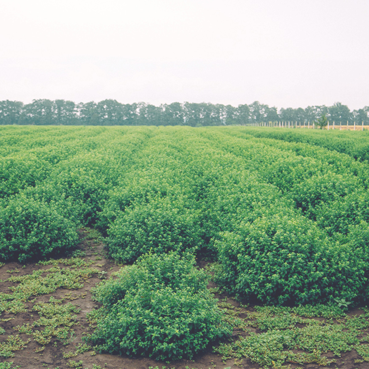 doTERRA - Reines ätherisches Melissa - Zitronenmelisse - CPTG - 5ml