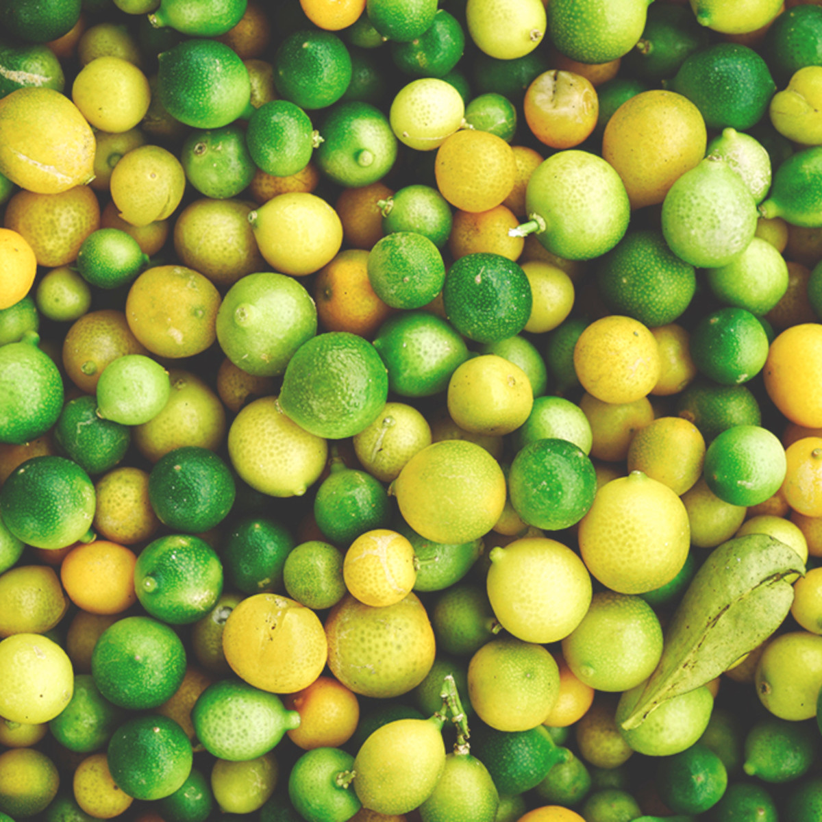 doTERRA - Reines ätherisches Öl Lime - Limette - CPTG Kopie