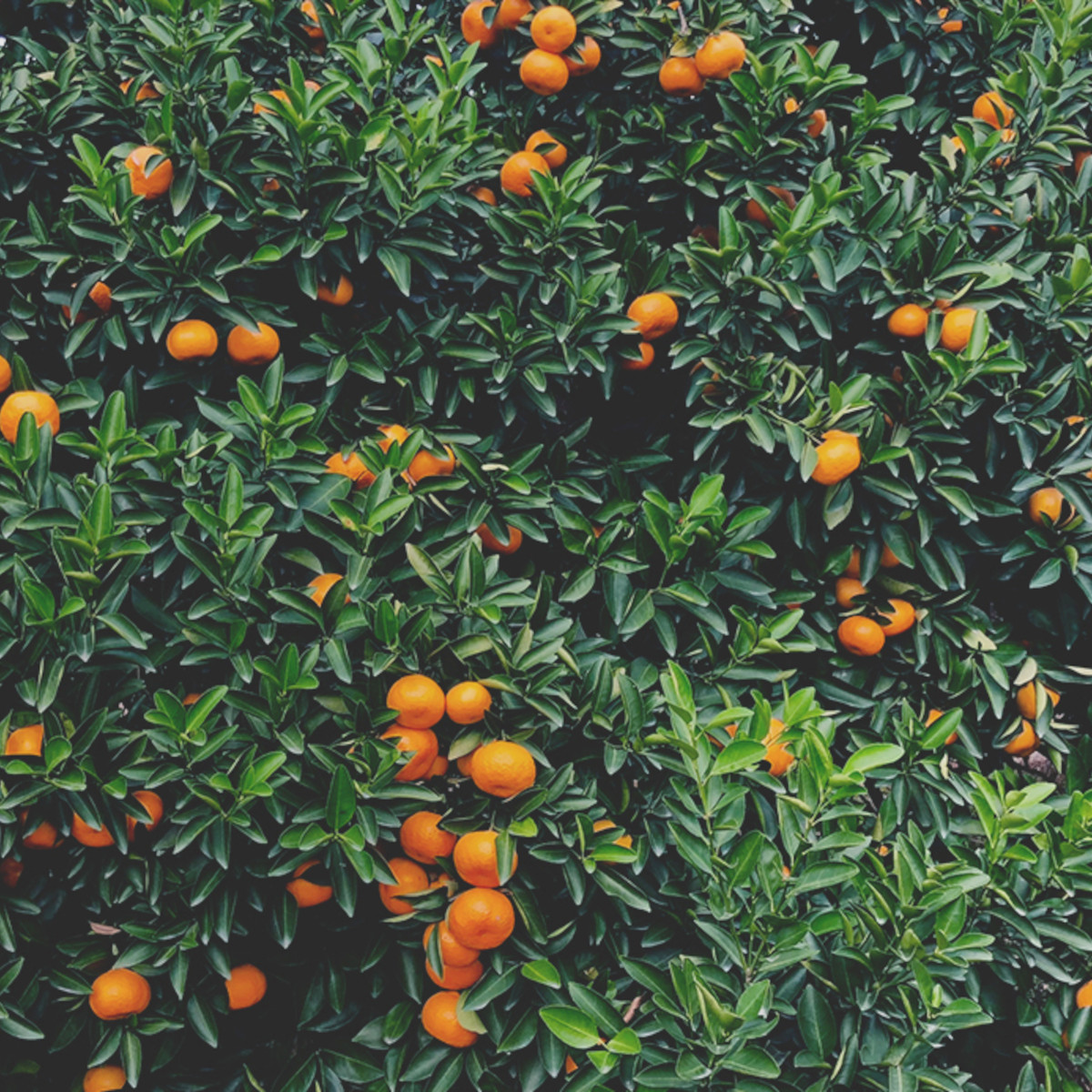 doTERRA - Reines ätherisches Öl Tangerine - Mandarine - CPTG - 15ml