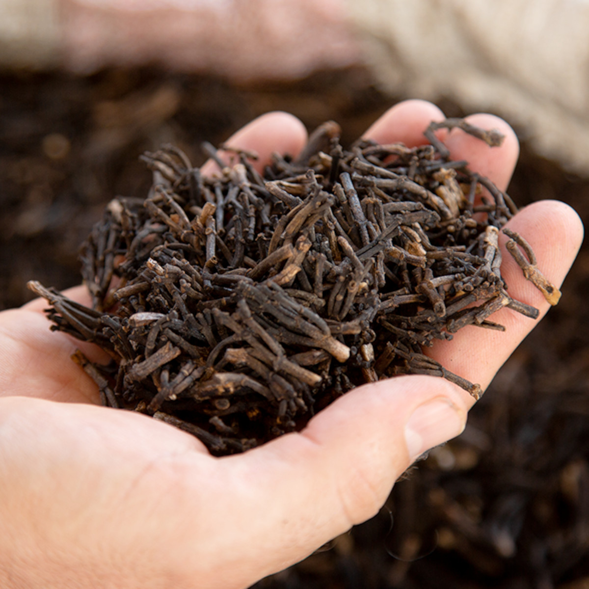 doTERRA - Reines ätherisches Öl Ginger - Ingwer - CPTG - 15ml