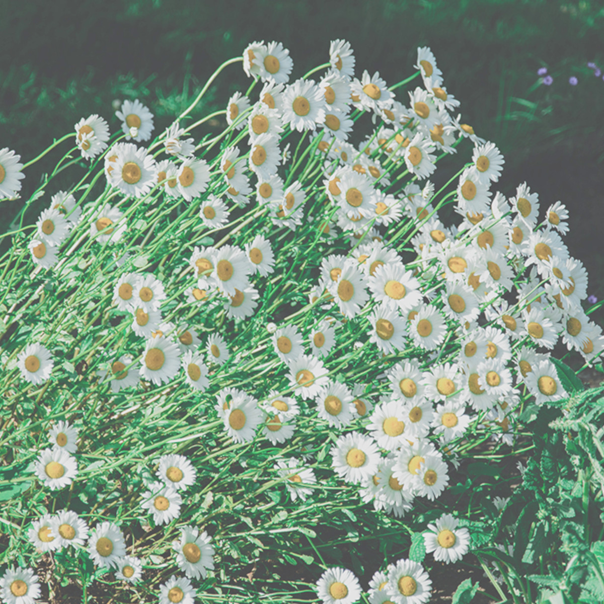 doTERRA - Reines ätherisches Römische Kamille - Roman Chamomile - CPTG - 5ml Kopie