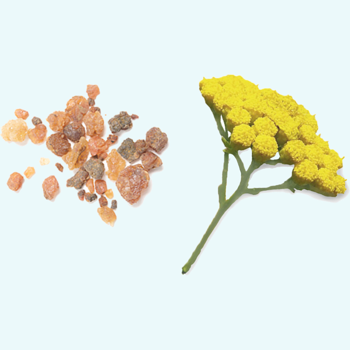 dōTERRA Balance™ Erdende Mischung - Wohlbefinden auf natürliche Weise - CPTG - 15ml