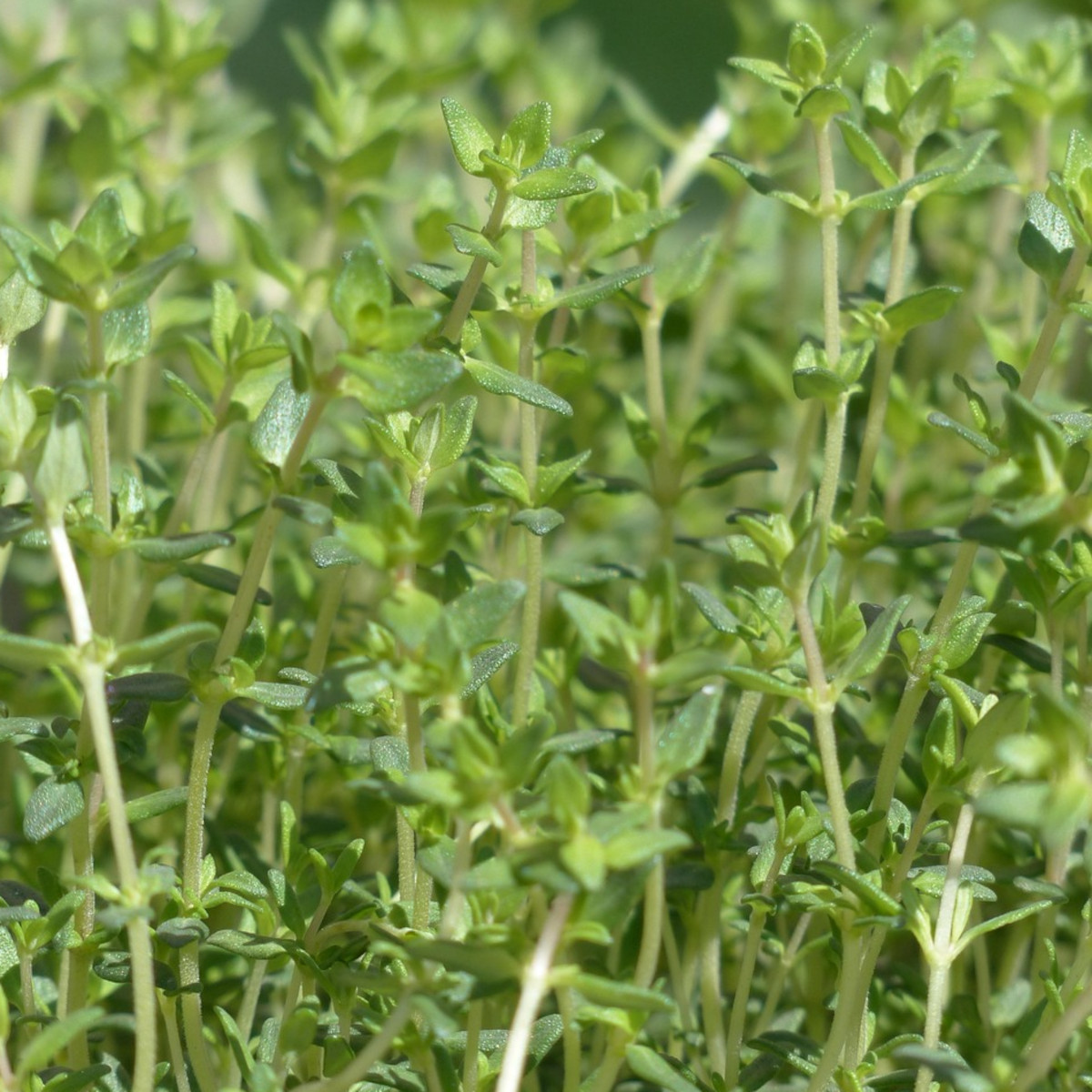 doTERRA - Reines ätherisches Öl Thyme - Thymian - CPTG - 15ml